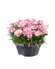 Œillet coupe "Pink&Proud" - Lidl à Aubervilliers Œillet coupe "Pink&Proud" en promo chez Lidl Aubervilliers à 7,97 €