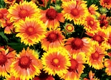 Plantes vivaces dans le catalogue Norma