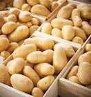 Pomme de terre de consommation - Netto à Bordeaux Pomme de terre de consommation en promo chez Netto Bordeaux à 3,29 €