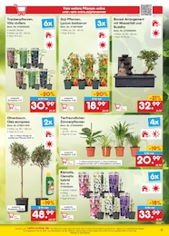 Clematis Angebot im aktuellen Netto Marken-Discount Prospekt auf Seite 9