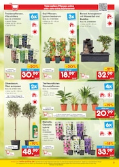 Aktueller Netto Marken-Discount Prospekt mit Bonsai, "netto-online.de - Exklusive Angebote", Seite 9