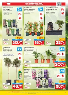 Bonsai im Netto Marken-Discount Prospekt "netto-online.de - Exklusive Angebote" mit 36 Seiten (Bochum)