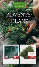 Baum im Pflanzen Kölle Prospekt Baum im Pflanzen Kölle Prospekt "ADVENTS GLANZ" auf Seite 1