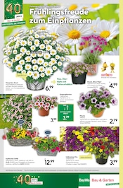 Stauden im BayWa Bau- und Gartenmärkte Prospekt in Würzburg Aktueller BayWa Bau- und Gartenmärkte Prospekt mit Stauden, "Jubiläums-angebote", Seite 16