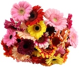 Aktuelles Gerbera Angebot bei REWE in Wiesbaden ab 3,33 €
