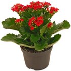 Flammendes Käthchen im Angebot bei REWE in Rheine Flammendes Käthchen Angebote von REWE Beste Wahl bei REWE Rheine für 1,99 €