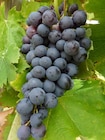 Vigne INVIVO Nous on sème à Gamm vert dans Coulombs-en-Valois
