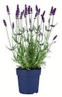 Aktuelles Edelgeranie/Lavendel Angebot bei Lidl in Würzburg ab 2,49 €