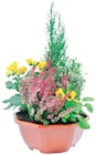 Composition 5 Plantes Coupe Couleur 23 cm en promo chez Intermarché Super Boulogne-Billancourt à 12,99 €