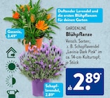 ALDI SÜD Altdorf Prospekt mit  im Angebot für 2,89 €