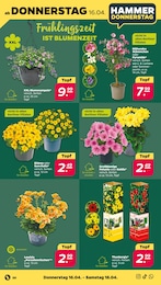 Petunie Angebot & Preis im aktuellen Netto mit dem Scottie Prospekt Petunie Angebot im aktuellen Netto mit dem Scottie Prospekt auf Seite 34