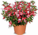 Aktuelles Geranien oder Fuchsien Angebot bei Netto Marken-Discount in Hamburg ab 1,49 €