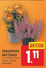 Aktuelle Chrysantheme Angebote bei E center in Berlin Aktuelles Chrysantheme Angebot bei E center in Berlin ab 1,11 €