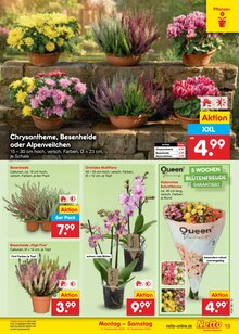 Blumen im Netto Marken-Discount Prospekt "Aktuelle Angebote" mit 67 Seiten (Jena)