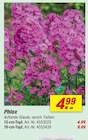 Phlox 13-cm-Topf Angebote bei toom Baumarkt Bamberg für 4,99 €