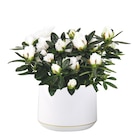 Azalée Hortinno® ECLOZ - ECLOZ en promo chez Jardiland Azalée Hortinno® ECLOZ - ECLOZ dans le catalogue Jardiland