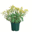 Polsterstaude Angebote bei Lidl Brandenburg für 1,29 €