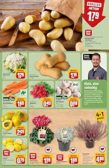 Pflanzen im REWE Prospekt "Dein Markt" mit 42 Seiten (Darmstadt)