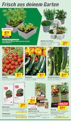 toom Baumarkt Pflanzen im Prospekt 