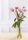 Bouquet de 5 Pivoines - U - U Express à Strasbourg Bouquet de 5 Pivoines - U en promo chez U Express Strasbourg à 5,99 €