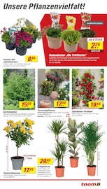 Bambus im toom Baumarkt Prospekt in Mainz Aktueller toom Baumarkt Prospekt mit Bambus, "Respekt, wer's selber macht.", Seite 15