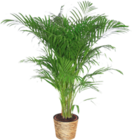 Aktuelles Goldfruchtpalme Angebot bei OBI in Nürnberg ab 27,99 €