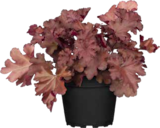 Purpurglöckchen (Heuchera) im Angebot bei OBI in Leverkusen Purpurglöckchen (Heuchera) Angebote von GROW by OBI bei OBI Leverkusen für 4,99 €
