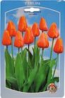 Kleinnetz Tulpen Angebote bei Wreesmann Weimar für 1,99 €