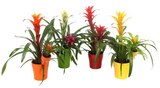 Carrefour Saint-Gély-du-Fesc - Promo Guzmania "mère-fille" Promo Guzmania "mère-fille" à 11,99 € dans le catalogue Carrefour à Saint-Gély-du-Fesc