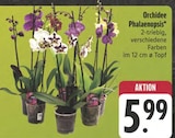 Orchidee Phalaenopsis Angebote bei E center Jena für 5,99 €