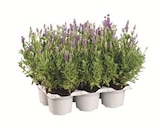 Aktuelle Blumen Angebote bei Lidl in Düsseldorf Aktuelles Lavendel angustifolia Angebot bei Lidl in Düsseldorf ab 5,99 €