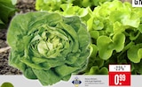 Marktkauf Hohenentringen - Kopfsalat Angebot im Prospekt Kopfsalat bei Marktkauf im Hohenentringen Prospekt für 0,99 €