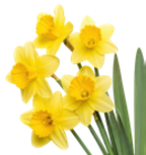 Finesse im Kaufland Prospekt Finesse von Dr. Oetker im aktuellen Kaufland Prospekt für 0,69 €