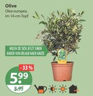 Olive im aktuellen V-Markt Prospekt für 5,99 €