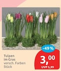 Tulpen im Gras im aktuellen budni Prospekt