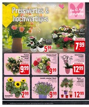 Ähnliche Angebote wie Tulpen im Prospekt "EDEKA wünscht einen schönen Vatertag!" auf Seite 12 von EDEKA in Ravensburg