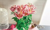 Promo Lys oriental pot 17 cm à 9,99 € dans le catalogue Intermarché Hyper à Niort
