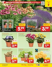 Ähnliche Stiefmütterchen Angebote im Prospekt "Aktuelle Angebote" von Netto Marken-Discount in Bad Salzuflen Ähnliche Angebote wie Stiefmütterchen im Prospekt "Aktuelle Angebote" auf Seite 45 von Netto Marken-Discount in Bad Salzuflen