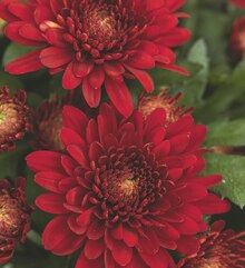 OBI Wesseling - Farbwelt Rot-Gelb Farbwelt Rot-Gelb Angebot bei OBI Wesseling im Prospekt "AUF NACH DRAUSSEN! Es ist Zeit für deinen Herbstgarten."
