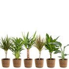Plantes vertes en panier 17 cm dans le catalogue Carrefour