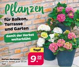 Aktuelle Hortensie Angebote bei Netto mit dem Scottie in Dresden Aktuelles Garten-Hortensie Angebot bei Netto mit dem Scottie in Dresden ab 9,99 âŹ