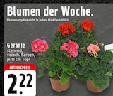 Aktuelle Geranien Angebote bei EDEKA in Osnabrück Aktuelles Geranie Angebot bei EDEKA in Osnabrück ab 2,22 €