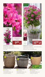 Blumentopf Angebote im Prospekt "FRÜHLING ERLEBEN" von Pflanzen Kölle auf Seite 2