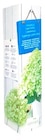 Aktuelles Rispenhortensie Angebot bei Thomas Philipps in Dresden ab 3,33 €