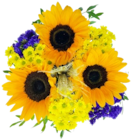 Sonnenblume für 2,22 € bei Kaufland im Angebot Sonnenblume im aktuellen Kaufland Prospekt