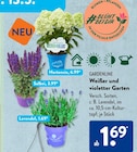 Hortensie von Bloomulus im aktuellen ALDI SÜD Prospekt für 1,69 €