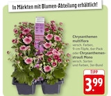Chrysanthemen multiflora bei EDEKA im Prospekt "" für 3,99 €