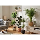Plante verte à 19,99 € dans le catalogue Carrefour
