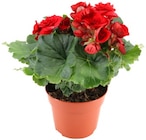 Angebot im REWE Goslar Prospekt REWE Goslar Prospekt mit  im Angebot für 2,99 €