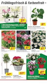 Blumen im toom Baumarkt Prospekt "Respekt, wer's selber macht." mit 32 Seiten (Nürnberg)